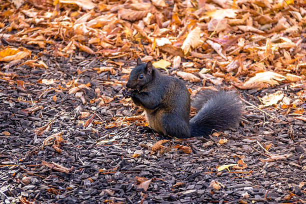 écureuil noir entre feuilles d’automne - toronto, canada - squirrel red squirrel black forest forest photos et images de collection