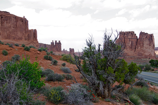 Arches National Park is full of sandstone rock formations with descriptive names.  Pictured here are The Three Gossips and The Organ, with an old pinon tree and colorful desert vegetation in the foreground.