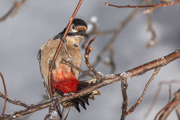 istock Woodpecker on the branch 626725040