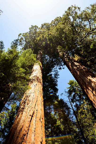 istock Giant Trees In Sequoia National Park On A Clear Day 626741924