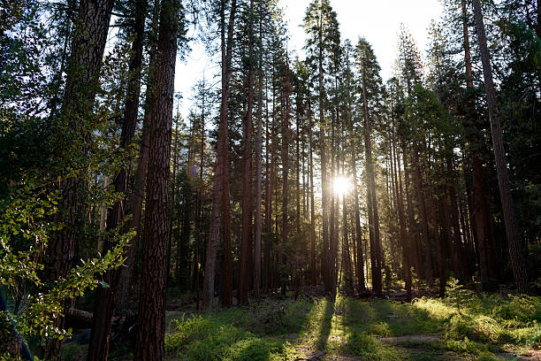 istock Scenic View On A Clear Day in Yosemite National Park 626742022