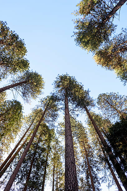 istock Scenic View On A Clear Day in Yosemite National Park 626742048