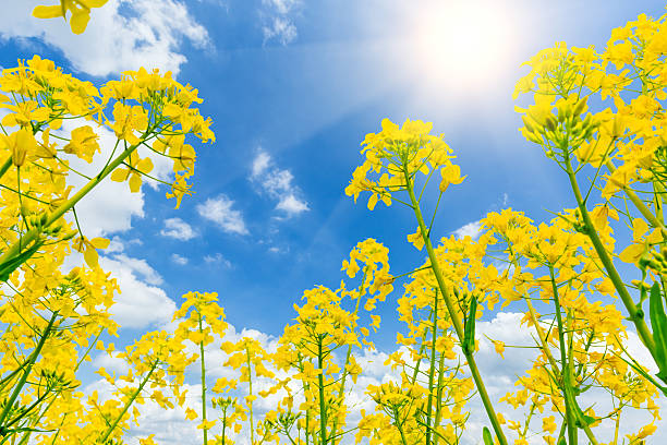 istock Yellow rape flower bloom in farmland 626750750