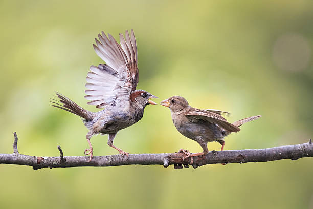 istock birds waving feathers and argue on a branch 626752758