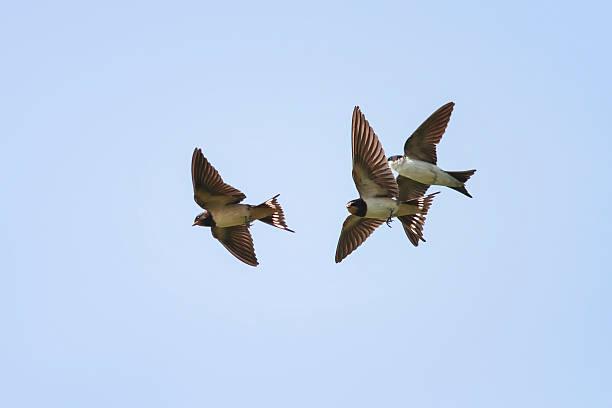 istock swallows fly high in the blue sky 626753304