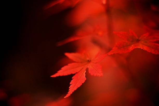 feuilles d'automne  - japanese maple leaf autumn abstract photos et images de collection
