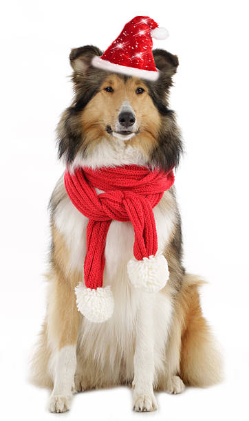 istock American collie with santa hat and scarf 626753696