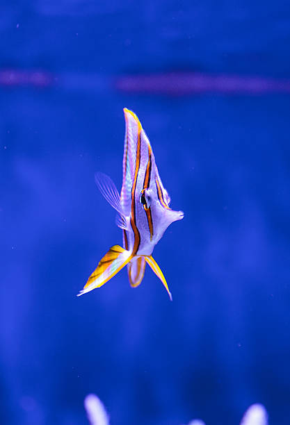 istock Copper-banded butterflyfish, Chelmon rostratus 626753802