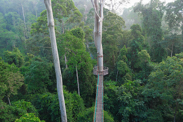 istock Danum Valley Rainforest Canopy walk Bridges 626754194
