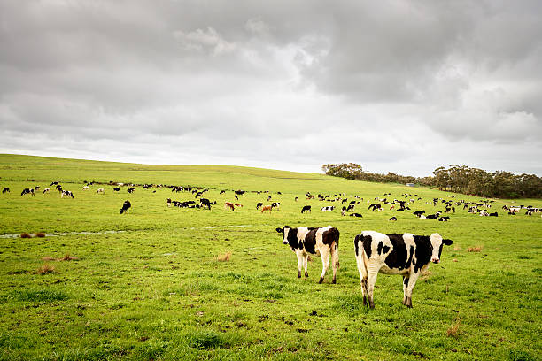 istock Cows grazing on a daily farm 626755588