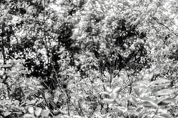 istock Flock of sparrows sitting on the branches 626770996