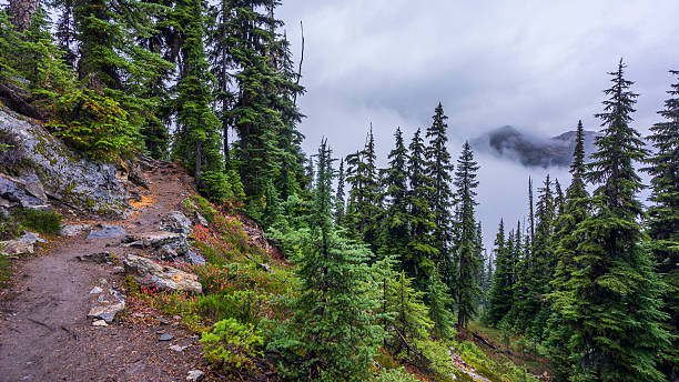 istock Rocky trail in the spruce forest among age-old spruces 626771252