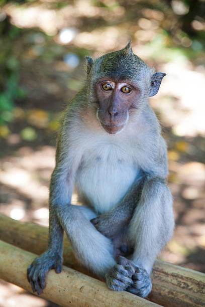 istock portrait of a monkey 626772378