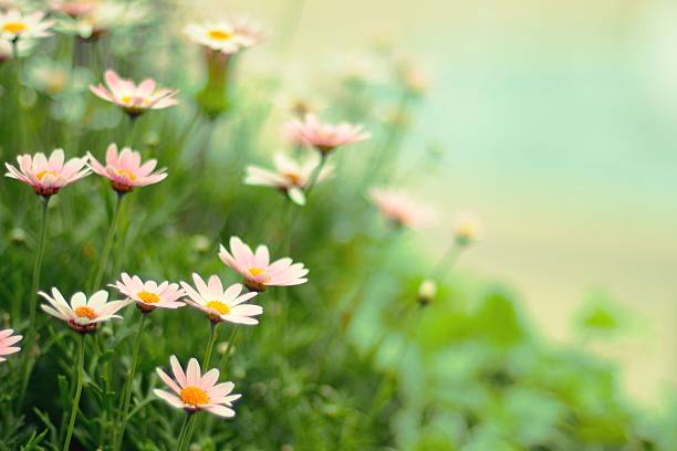 istock Margaret flowers 626772550