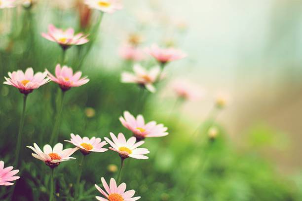 fiori margherita - primavera immagine foto e immagini stock