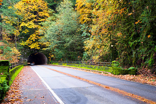istock Beautiful autumn in forest with road and tunnel 626775094