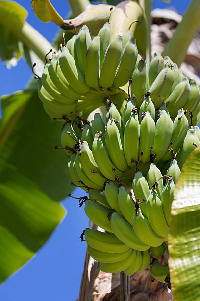 istock Organic banana on a bunch on tree 626776466