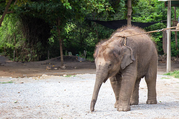 simgle 1 year baby Asian elephant stock photo