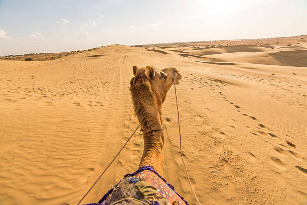 Camel rider view in Thar desert, Rajasthan, India stock photo