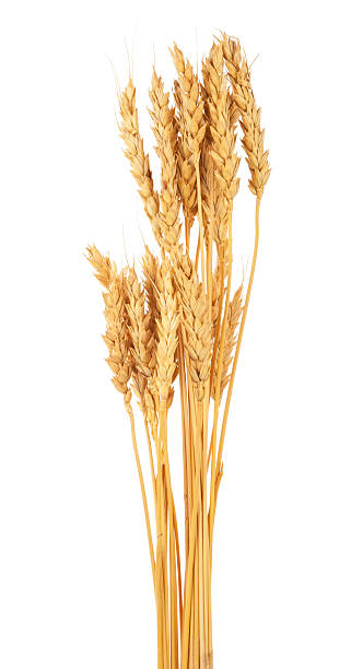 istock Ears of wheat 626777474