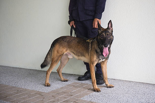 k 9 chien alsacien debout à côté de l’entraîneur - german shepherd police security alertness photos et images de collection