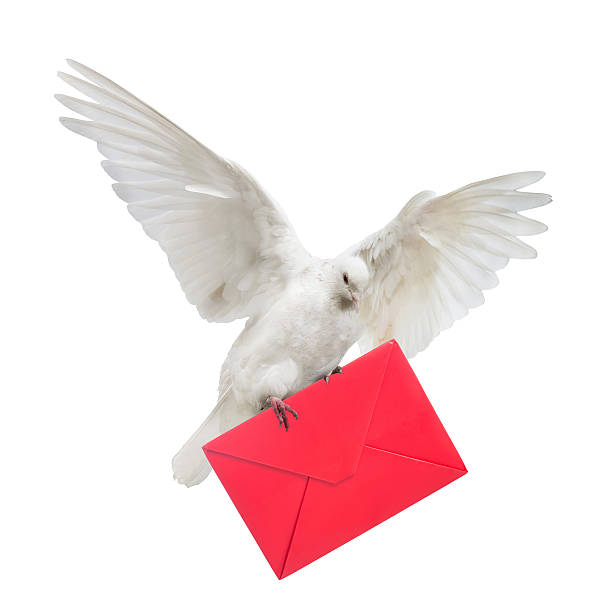 isolated dove carrying red envelope stock photo