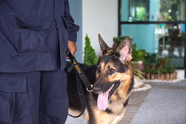 k 9 chien alsacien debout à côté de l’entraîneur - german shepherd police security alertness photos et images de collection