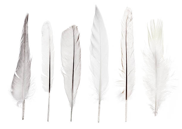 istock set of six straight light feathers isolated on white 626778316