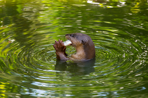 Otter eating fish in the water