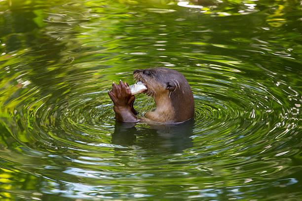 Otter eating fish in the water stock photo