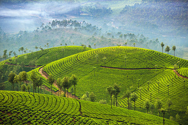 Tea plantations in Munnar, Kerala, India stock photo