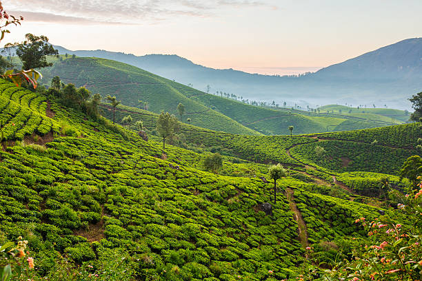 istock Sunrise over tea plantations in Munnar, Kerala, India 626779764