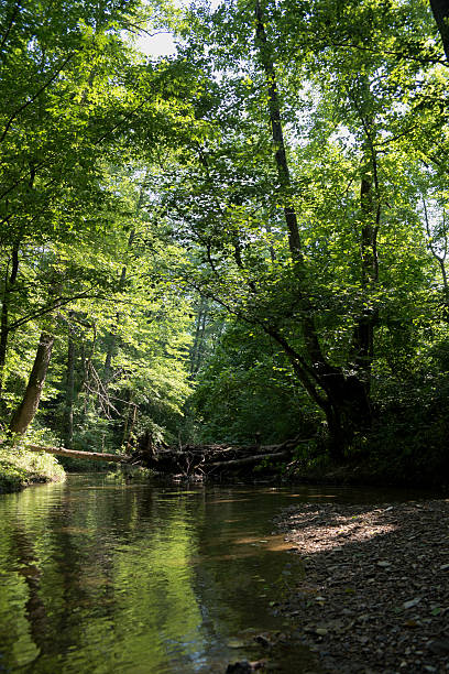 istock Mountain river flowing through the green forest 626780536