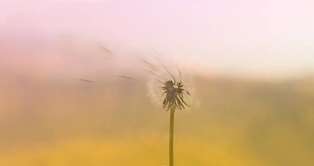 istock Flowers grass soft blurred background tone palette vintage style. 626781162