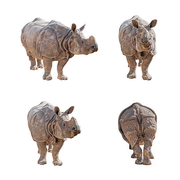 istock Indian Rhinoceros isolated on white background. 626782322