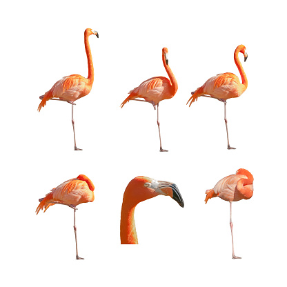 Greater Flamingos sleeping resting and standing isolated on white background. Pack of images.