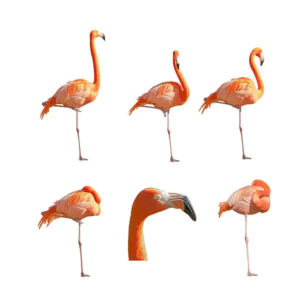 Photo of Greater Flamingos sleeping resting and standing isolated on white background.