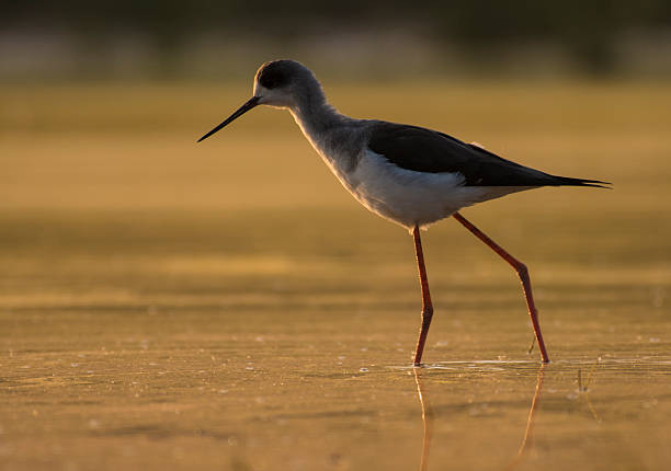 istock Black Winged Stilt at Sunrise 626783010