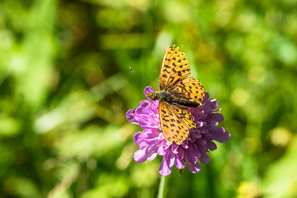 orange butterfly on a lilac flower among green grass