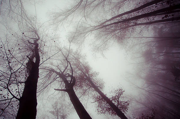 trees and dark foggy day forest on a dark foggy day bare tree photos stock pictures, royalty-free photos & images