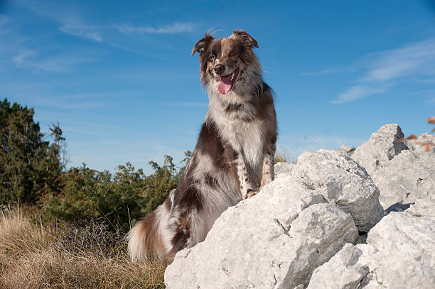 Beautiful Australian Shepherd, brown, red merle color enjoying view in mountains. Dog is standing with first legs/paws on grey rock.