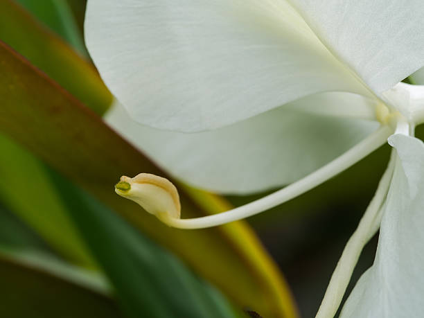 istock Pollen of White Ginger Blooming 626799854