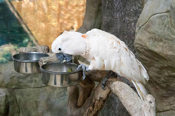 istock Beautiful white Cockatoo 626805736
