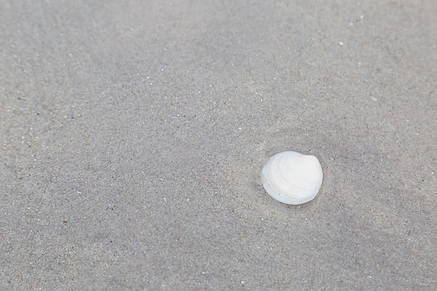 seashell on the sand at huahin beach - anumal imagens e fotografias de stock