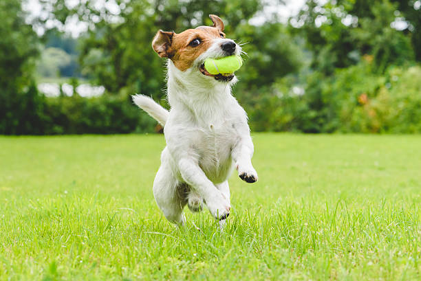 Funny dog playing with tennis ball toy on lawn Jack Russell Terrier running and jumping on camera jack russell terrier stock pictures, royalty-free photos & images
