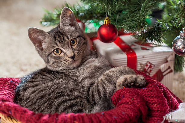istock Christmas gifts and kitten under the tree 626808644