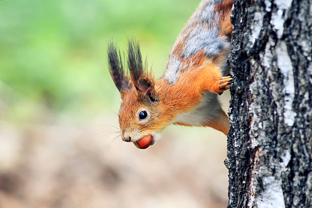 istock squirrel funny Peeps out with the walnut in the teeth 626810022