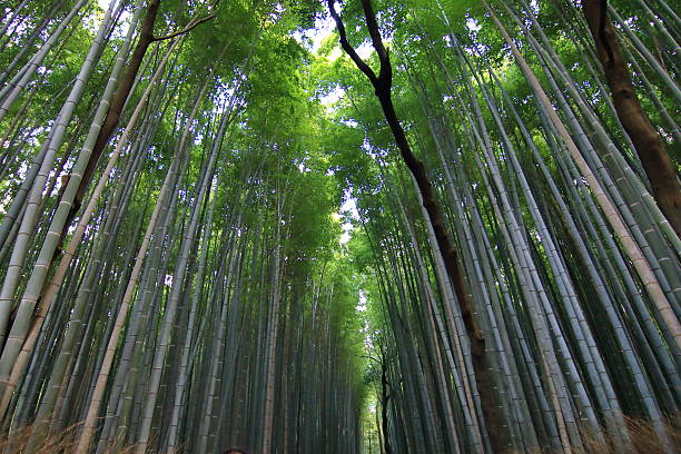 istock autumn Kyoto Japan 626810560