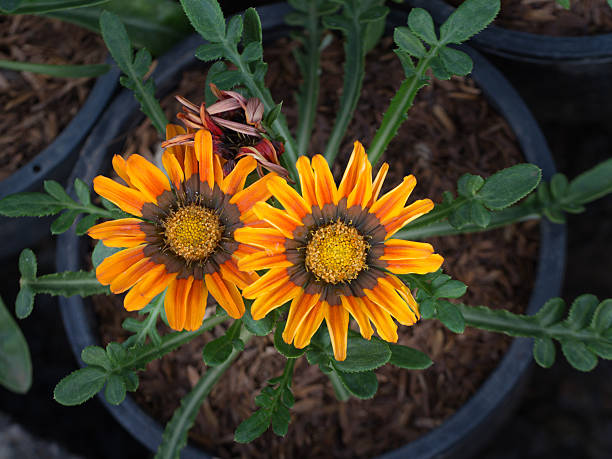 istock Yellow Gazania Flowers Blooming 626811136