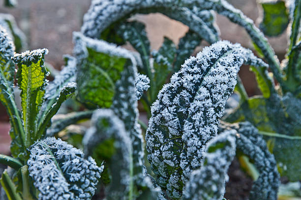 Green vegetable Kale leaves covered in winter frost. stock photo